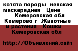 котята породы  невская маскарадная › Цена ­ 1 000 - Кемеровская обл., Кемерово г. Животные и растения » Кошки   . Кемеровская обл.